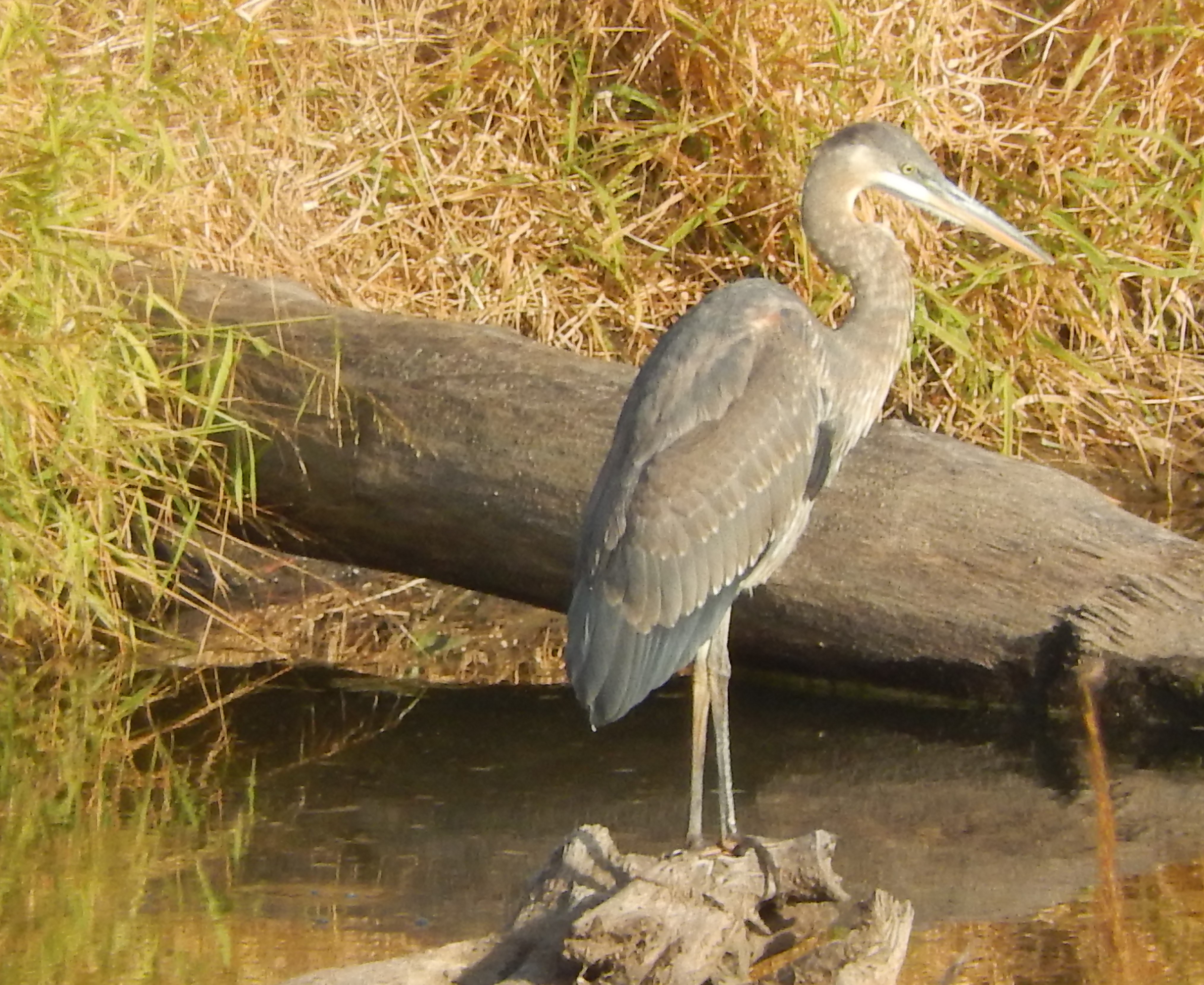 Heron and Butterfly | Stephen Nielsen