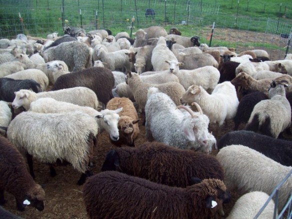 sheep and goats judgment